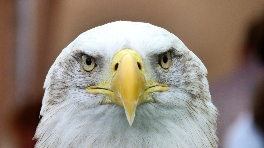 white-tailed-eagle-416795_1920